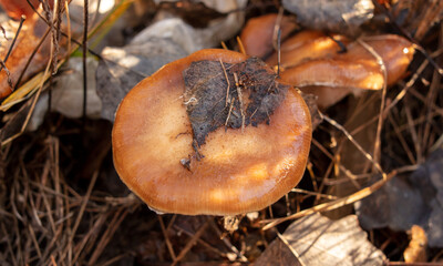 Honey mushrooms grow in the autumn forest. Close-up
