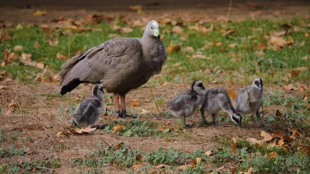Close up of cape Barren Goose with chicks standing aorund