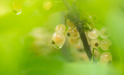 Yellow currant on plants. Close-up