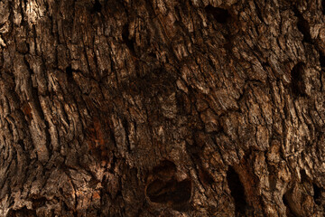  dry tree bark texture and background, nature concept