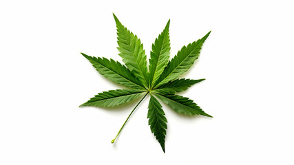 Cannabis leaf isolated on white background. Top view. Flat lay.