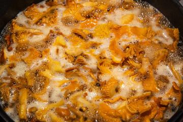 Freshly picked chanterelles are prepared for cooking