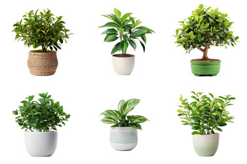 Six set potted interior plants over transparent background. Generative AI.