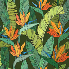 pattern with tropical bird of paradise flowers - 659557235