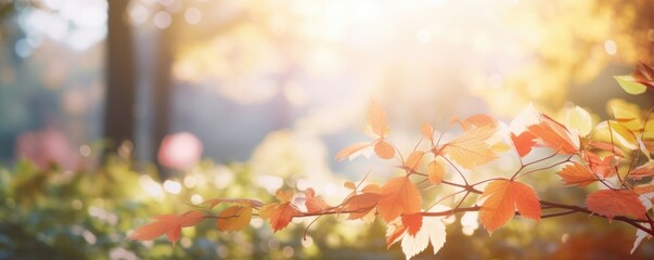 blurry autumn leaf nature background