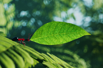 Picture of a small brown ant carrying a green leaf. The balance of nature