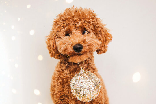 Close-up small ginger poodle dog with a golden Christmas toy on a light background. Pet's portrait. Christmas greetings card, front view