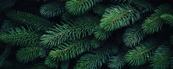 fir green background close up