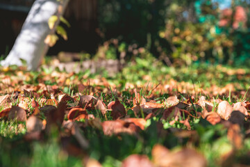 Autumn leaves on the grass in autumn. natural, autumn background