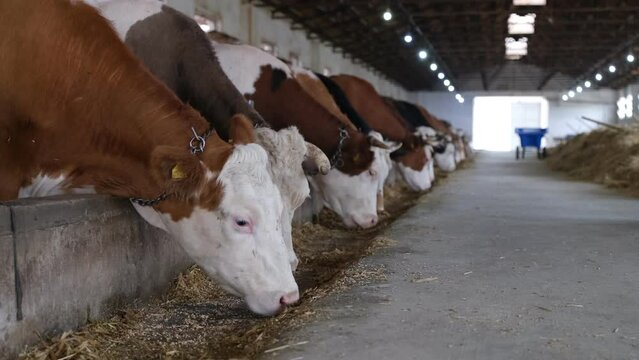 Cattle fed on the farm. Industrial closed system fattening farm. Cows and oxen eating feed. 4k 16:9 size video