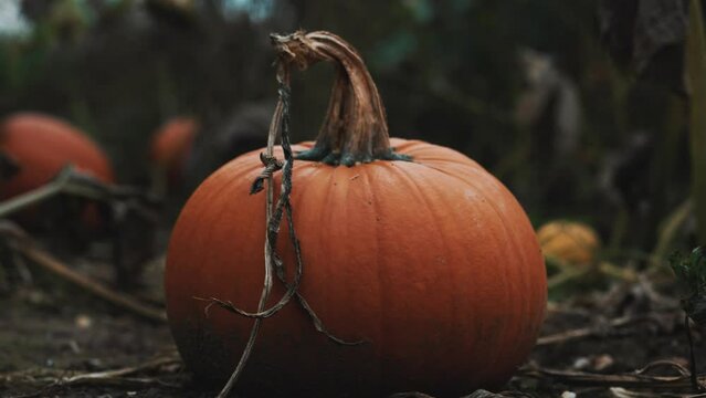 Large pumpkin in a field, pumpkin patch, halloween October spooky decoration