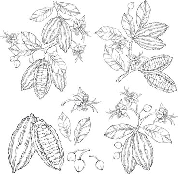 Set of outline cocoa leaves, flowers and fruits © mirifadapt