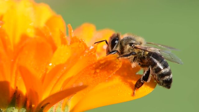 Honey bee Apis mellifera on orange herb flower Calendula officinalis. Macro photo on bulurred green background. The most important animate being in the world. Czech republic nature.