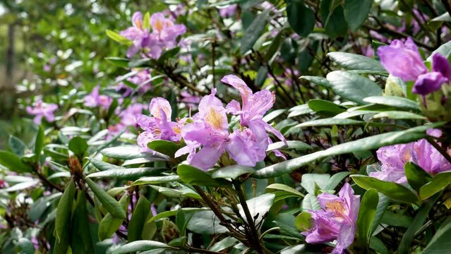 Rhododendron catawbiense purple flower in bloom