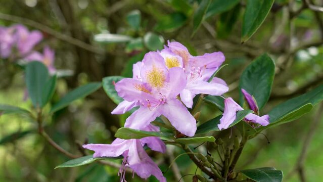 Rhododendron catawbiense purple flower in bloom close up