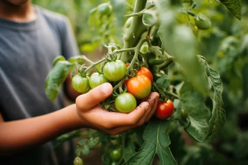 Fotobehang hand of mixed race boy holding tomato on vine © Tisha