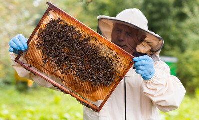 Beekeeper on apiary. Beekeeper is working with bees and beehives on apiary.