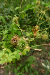 Geum urbanum