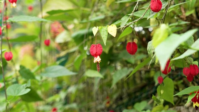 Red Abutilon megapotamicum flower blooming in the garden close up. Callianthe megapotamica in bloom
