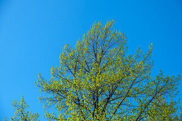 tree against sky