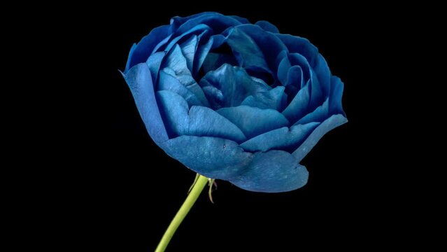 Amazing blue Rose flower background. Wedding backdrop, Valentine's Day concept. Mother's day, Holiday, Love, birthday