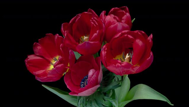 Beautiful bouquet of red tulips on black background, close-up. Holiday bouquet. Wedding backdrop, Valentines Day concept