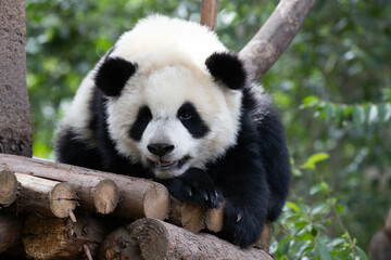 Obraz premium Close up Happy Panda in Chengdu Panda Base, china