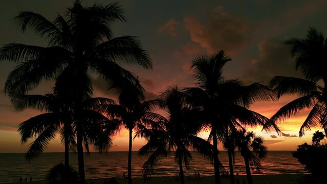 Silhouette of palm trees on beach at sunset time . Close up aerial footage