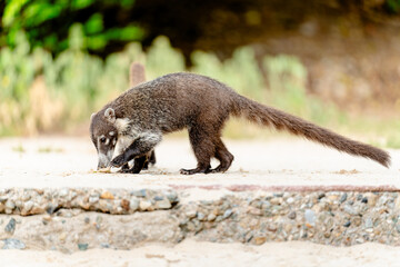 badger eating on the sidewalk near the forest