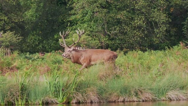 Red Deer Stag During the Rut
