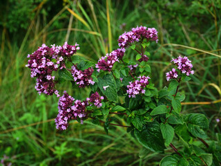 Dost; Origanum vulgare; Origano