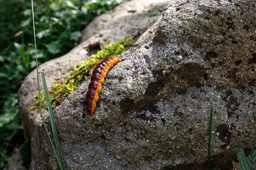 Macro , Beautiful nature scene. Close up beautiful caterpillar of butterfly