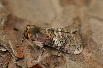Closeup on the figure of eighty moth, Tethea ocularis sitting on wood