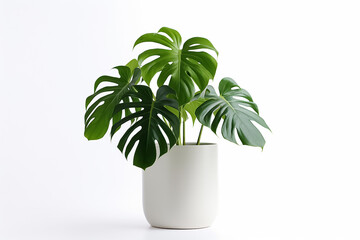 The shot of a yellow, white ceramic pottery for indoor plants isolated on a white, green background in a studio, a room, Generative AI.