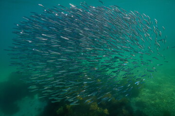 Fototapeta na wymiar Anchovy fish school underwater in the Atlantic ocean, European anchovy Engraulis encrasicolus, natural scene, Spain, Galicia, Rias Baixas