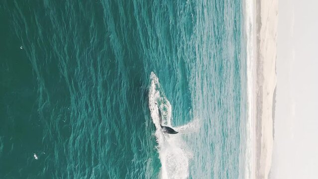 The southern right whales breach, Eubalaena australis. Mother and calf of the Right Whales swim near Brazilian shore near the town of Imbituba. The calf breaches and falls with splash