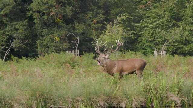 Red Deer Bellowing During the Rut
