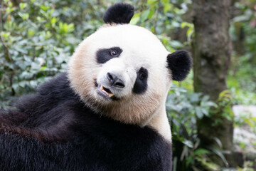 Close up Happy Panda in Chengdu Panda Base