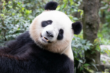 Obraz premium Close up Happy Panda in Chengdu Panda Base