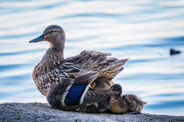 Adult duck with many ducklings sits on green shore of pond