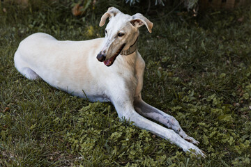 Fototapeta premium Portrait of a white greyhound resting and relaxing in the field