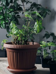 House plant Syngonium liana planted in a growing pot. Beautiful leaves and background with indoor plants.