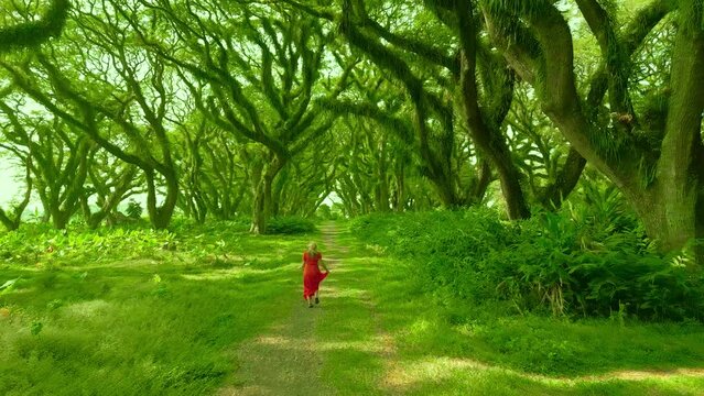 Woman in a red dress runs through a fabulous rainforest in De Djawatan forest at Banyuwangi, East Java, Indonesia. Aerial Drone view 4K.