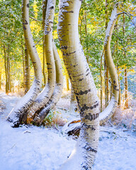 Curvy Aspen Trees in  Southern Colorado, America, USA.