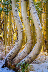 Curvy Aspen Trees in  Southern Colorado, America, USA.