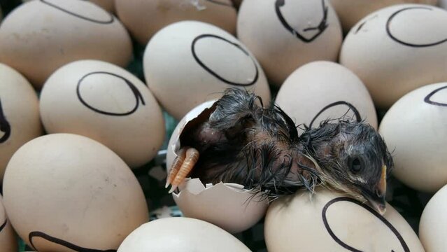 A small newborn wet black chick breaks an egg shell and pierces it with its beak and body in an incubator on a home farm