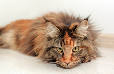 Portrait of tortoiseshell Maine Coon cat. Cute kitten with amber eyes.