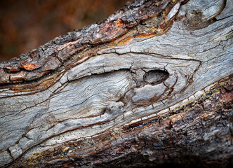 detail of an old pine tree stump