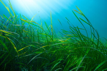 Fototapeta na wymiar Seagrass underwater with sunlight in the Atlantic ocean, Eelgrass seagrass Zostera marina, natural scene, Spain, Galicia, Rias Baixas
