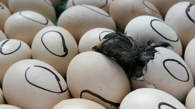 A small newborn wet black chick breaks an egg shell and pierces it with its beak and body in an incubator on a home farm